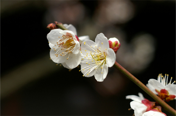 plum_blossom_3.jpg