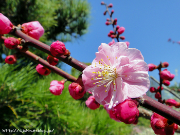 ume-blossom_2011_1.jpg